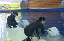 จีนเตรียมส่งวาฬเบลูกากลับไอซ์แลนด์