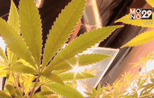 โคโลราโดเร่งกำจัดสารปราบศัตรูพืชในกัญชา