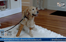 สุนัขช่วยเหลือช่วยชีวิตหญิงตาบอด