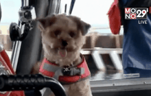 เจ้าหน้าที่ยามฝั่งสี่ขา