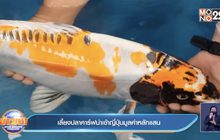 เลี้ยงปลาคาร์ฟนำเข้าญี่ปุ่นมูลค่าหลักแสน
