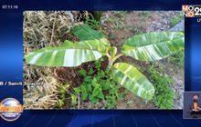 หนุ่มสุรินทร์ ควัก 5 หมื่น ซื้อต้นกล้วยน้ำว้าใบด่าง