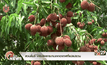 สวนลิ้นจี่ ได้รับผลกระทบจากอากาศที่แปรปรวน