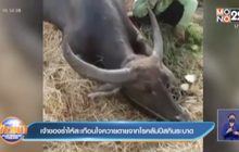 เจ้าของร่ำไห้สะเทือนใจควายตายจากโรคลัมปีสกินระบาด