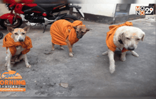 หลวงพ่อสั่งให้เอาจีวรห่มน้องหมาคลายหนาว