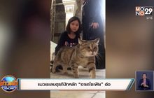 แมวเซเลบตุรกีปักหลัก “อายาโซเฟีย” ต่อ