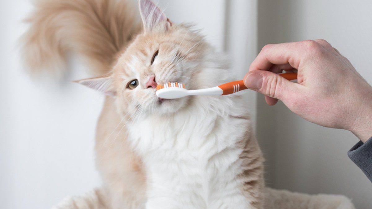 มาดูกันว่า คุณแปรงฟันผิดมาตลอดชีวิตหรือไม่ แล้วทำยังไงให้ แปรงฟันถูกวิธี