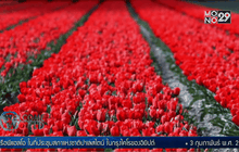 3 ก.พ. 2180 สิ้นสุดกระแสคลั่งทิวลิปในเนเธอร์แลนด์