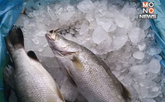 สกัดปลากะพงเถื่อน 3.6 ตัน เข้าไทยผ่านชายแดนสงขลา