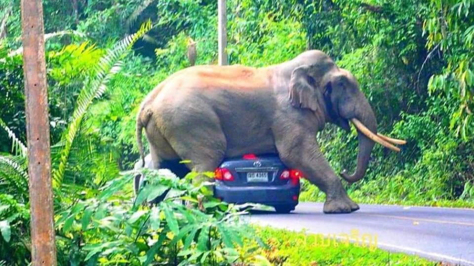 หวาดเสียว!  ช้างป่าทับรถเก๋ง จนหลังคายุบ ที่เขาใหญ่