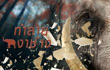 ทำลายงาช้างผิดกฎหมาย…ลดแรงกดดัน”ไซเตส”