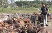 เร่งขายปาล์มฯ หลังราคากิโลกรัมละ 6 บาท