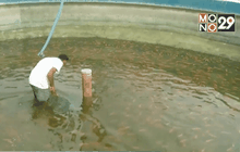 ธุรกิจบ่อปลาช่วยลดปัญหาขาดแคลนอาหารทะเล