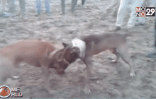 ประเพณีสู้สุนัขในอินเดีย