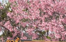 แห่ชม “ซากุระเมืองไทย” ภูลมโล
