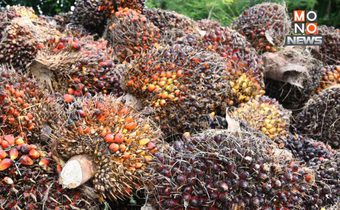 ตรวจเข้มจุดรับซื้อปาล์มใต้ หนุนราคาพุ่ง 5.70 บาท/กก.