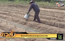 ถือฤกษ์ดีวันพืชมงคลปลูกมันสำปะหลัง