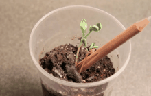 ดินสอสำหรับปลูกต้นไม้