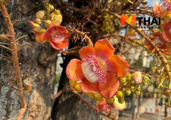 ต้นสาละเกี่ยวอะไรกับพระพุทธเจ้า ความจริงของไม้มงคลในพุทธประวัติ