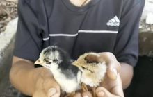 ทุกชีวิตมีค่า! งัดฝาท่อน้ำช่วยลูกเจี๊ยบ