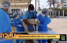 สัตวแพทย์ตรวจโควิด สุนัข-แมว จ.สมุทรสาคร