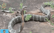 พบงูเห่ายาว 4.5 เมตร ในอินเดีย
