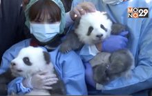 สวนสัตว์กรุงเบอร์ลินเผยชื่อลูกแพนด้าแฝด