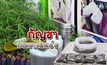 กัญชาบนทางแพร่ง 09-04-62