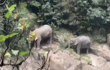 ช้างป่าสองแม่ลูกขึ้นฝั่งน้ำตกเหวนรกปลอดภัย