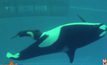 วาฬเพชฌฆาตที่สวนน้ำซีเวิลด์ตกลูกตัวสุดท้าย