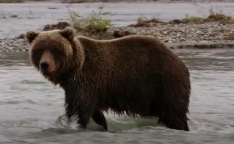 Wild Moment – Dangerous 2