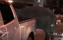 ช้างเร่ร่อนเครียดทำร้ายนักท่องเที่ยว