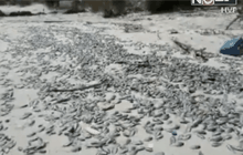 ปลาตายตลอดแนวชายหาด จ.ระยอง