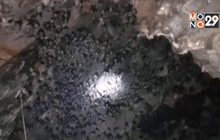 นทท.แห่ชมฝูงค้างคาวนับแสนตัว ที่วัดถ้ำเทพนิมิตร