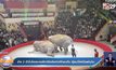 ช้าง 2 ตัวในโรงละครสัตว์รัสเซียเปิดศึกชนกัน ผู้ชมวิ่งหนีอลหม่าน
