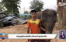 พายุฤดูร้อนพัดสังกะสีบาดเท้าลูกช้างเจ็บ