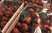 ชมพู่ทับทิมจันทร์ราคาพุ่งรับตรุษจีน