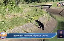 เร่งล่าหมีหมา ทำร้ายเจ้าหน้าที่อุทยานฯ บาดเจ็บ