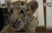 ลูกเสือแมนจูในจีน