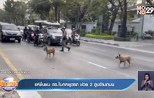 แห่ชื่นชม ตร.โบกหยุดรถ ช่วย 2 ตูบข้ามถนน