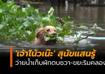 ‘เจ้าโน้วเน๊ะ’ สุนัขแสนรู้ ว่ายน้ำเก็บผักตบชวา-ขยะ ริมเขื่อนคลองบางเตย