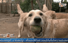 คนอเมริกันรับเลี้ยงสุนัขจรจัดจากตุรกี