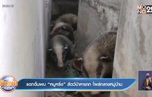 แตกตื่นพบ “หมูหริ่ง” สัตว์ป่าหายาก โผล่กลางหมู่บ้าน