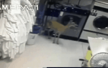 กวางป่าบุกโรงแรมในสหรัฐฯ