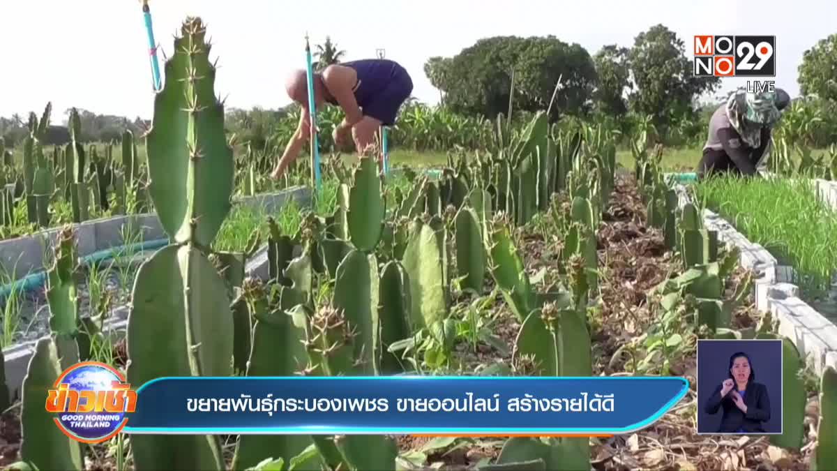 ขยายพันธุ์กระบองเพชร ขายออนไลน์ สร้างรายได้ดี