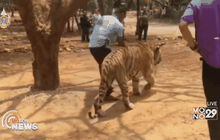 ได้ข้อยุติไม่ยึดคืนเสือจากวัดหลวงตามหาบัว