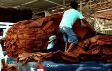 จุดต่ำสุดราคายาง