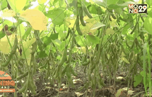 ชาวนาปลูกถั่วแระพืชสู้ภัยแล้งรายได้ 6-7 หมื่นบาท