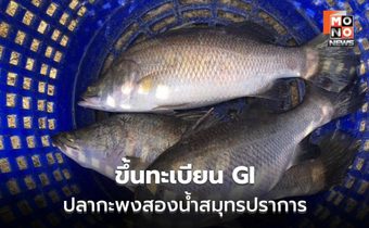 สมุทรปราการเฮ ขึ้นทะเบียน GI ปลากะพงสองน้ำ