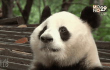 ทำไมแพนด้าจึงดูเหมือนขี้เกียจ?